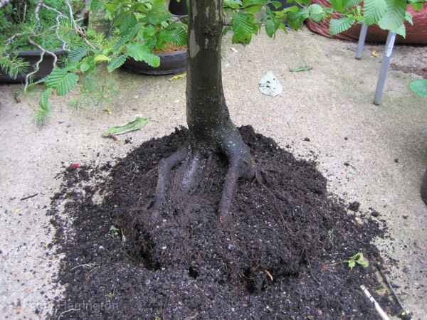 hornbeam bonsai